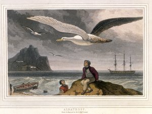 Albatross, pubi. Lontoo 1810 (värillinen litografia)